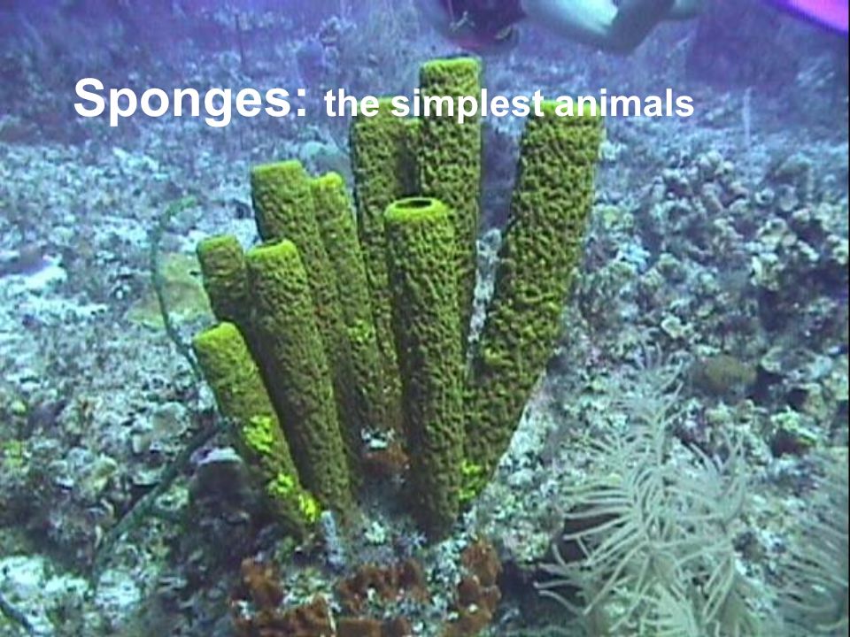 Sponges: the simplest animals