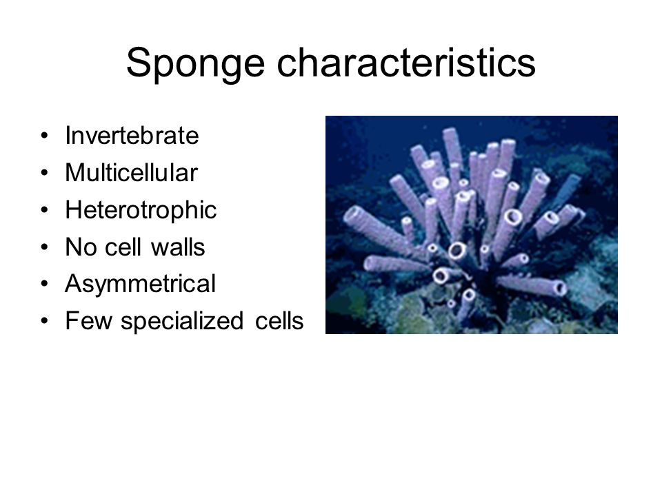 Sponge characteristics Invertebrate Multicellular Heterotrophic No cell walls Asymmetrical Few specialized cells