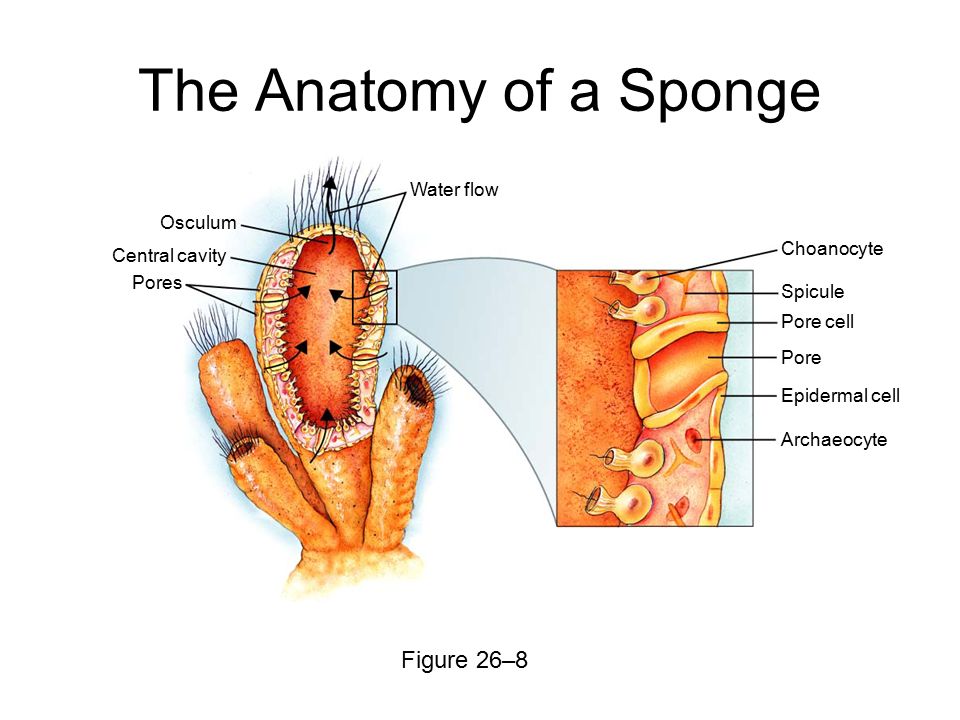 Section 26-2 Water flow Choanocyte Spicule Pore cell Pore Epidermal cell Archaeocyte Osculum Central cavity Pores The Anatomy of a Sponge Figure 26–8
