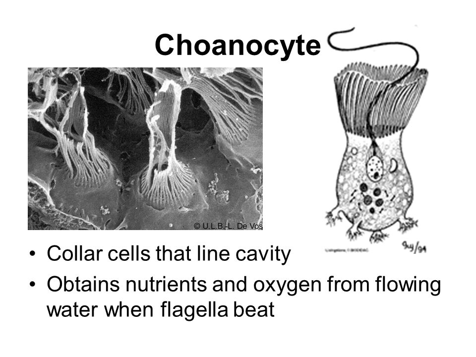 Choanocyte Collar cells that line cavity Obtains nutrients and oxygen from flowing water when flagella beat