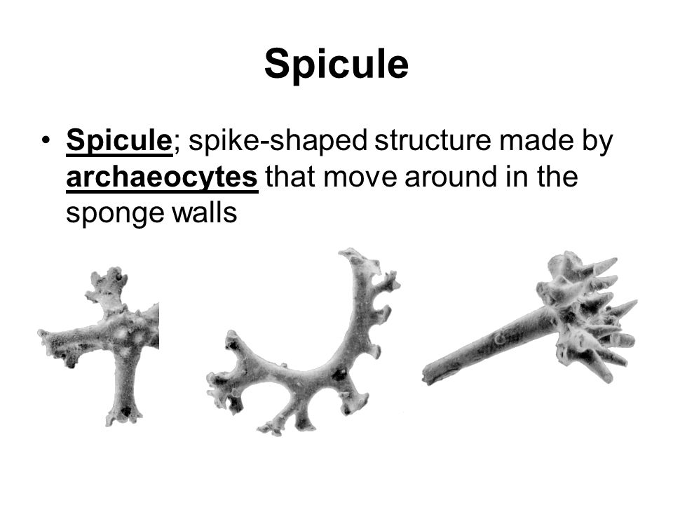 Spicule Spicule; spike-shaped structure made by archaeocytes that move around in the sponge walls
