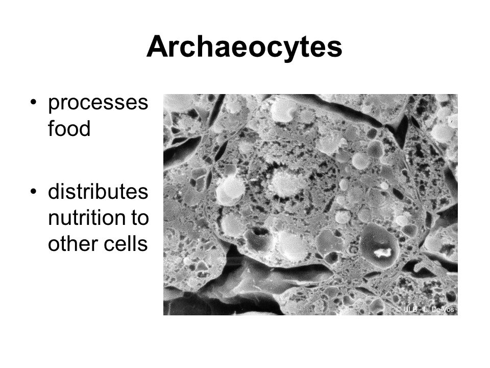 Archaeocytes processes food distributes nutrition to other cells