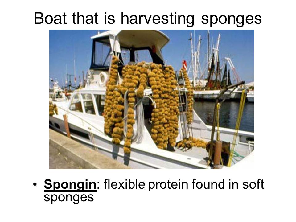 Boat that is harvesting sponges Spongin: flexible protein found in soft sponges
