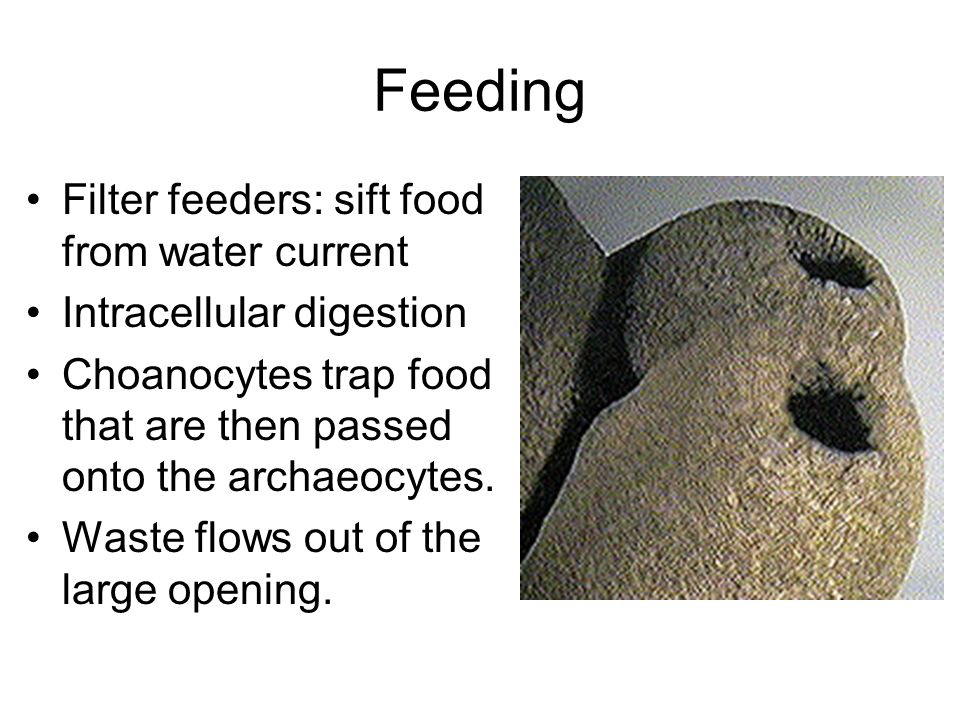 Feeding Filter feeders: sift food from water current Intracellular digestion Choanocytes trap food that are then passed onto the archaeocytes.