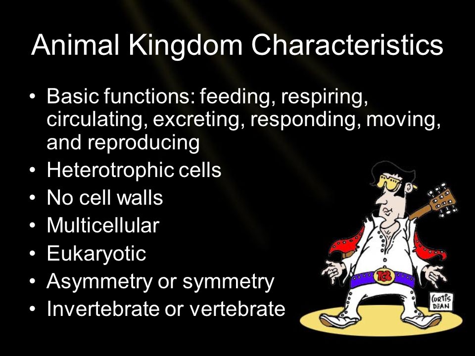 Animal Kingdom Characteristics Basic functions: feeding, respiring, circulating, excreting, responding, moving, and reproducing Heterotrophic cells No cell walls Multicellular Eukaryotic Asymmetry or symmetry Invertebrate or vertebrate