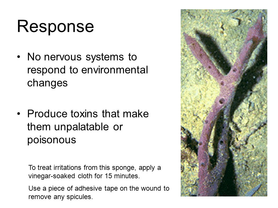 Response No nervous systems to respond to environmental changes Produce toxins that make them unpalatable or poisonous To treat irritations from this sponge, apply a vinegar-soaked cloth for 15 minutes.