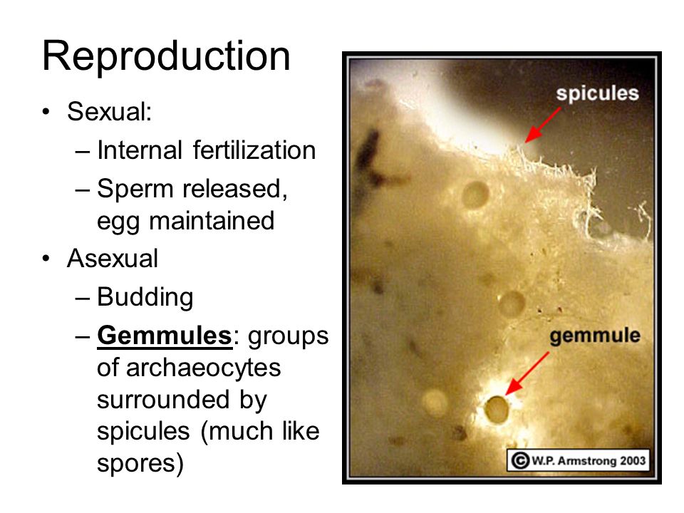 Reproduction Sexual: –Internal fertilization –Sperm released, egg maintained Asexual –Budding –Gemmules: groups of archaeocytes surrounded by spicules (much like spores)