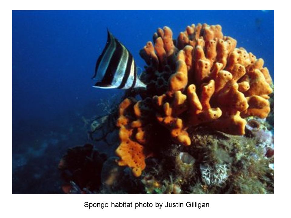 Sponge habitat photo by Justin Gilligan