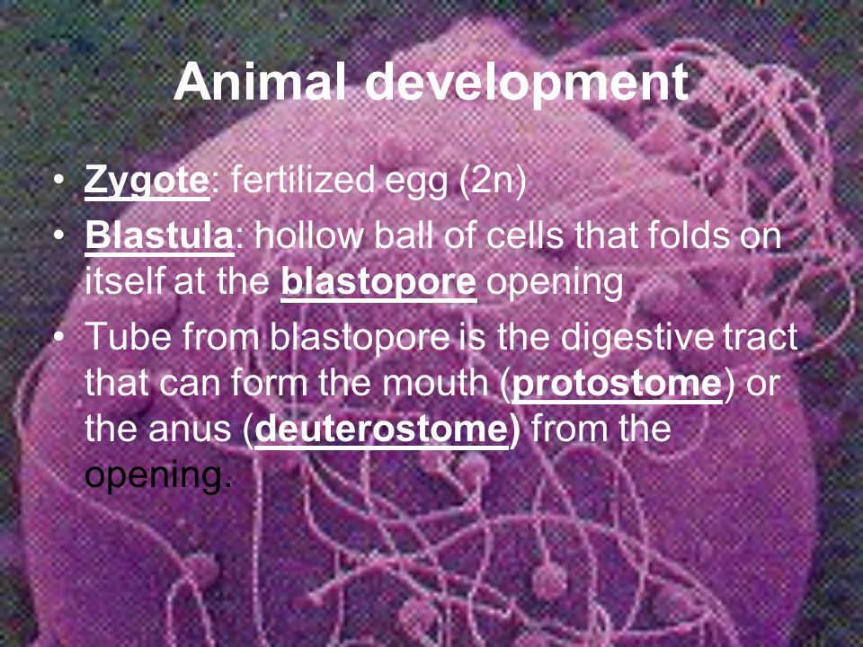 Animal development Zygote: fertilized egg (2n) Blastula: hollow ball of cells that folds on itself at the blastopore opening Tube from blastopore is the digestive tract that can form the mouth (protostome) or the anus (deuterostome) from the opening.