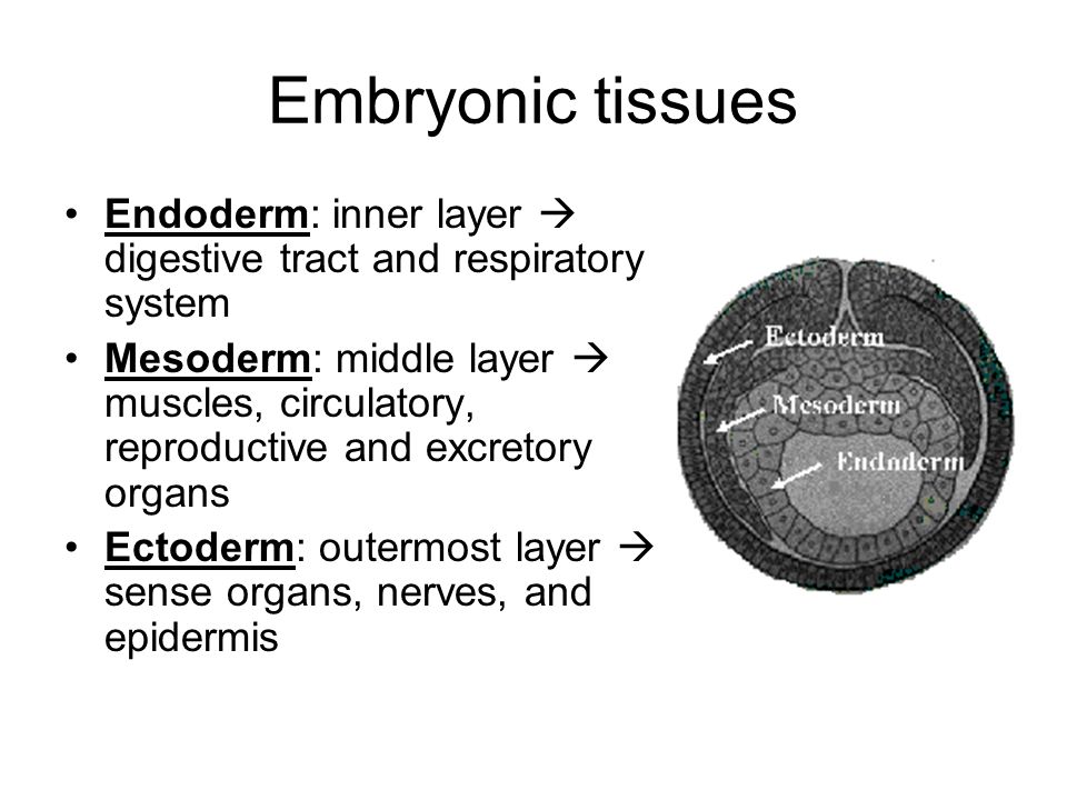 Embryonic tissues Endoderm: inner layer  digestive tract and respiratory system Mesoderm: middle layer  muscles, circulatory, reproductive and excretory organs Ectoderm: outermost layer  sense organs, nerves, and epidermis