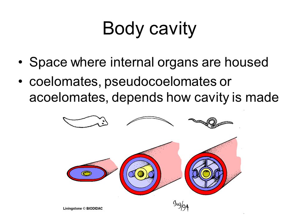 Body cavity Space where internal organs are housed coelomates, pseudocoelomates or acoelomates, depends how cavity is made