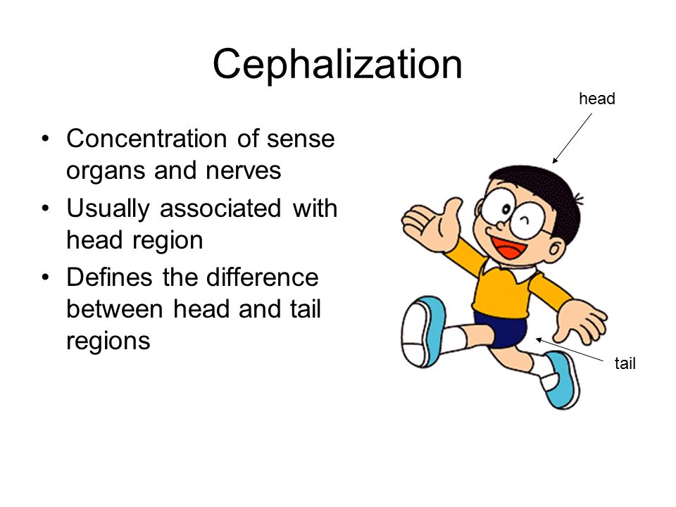 Cephalization Concentration of sense organs and nerves Usually associated with head region Defines the difference between head and tail regions head tail