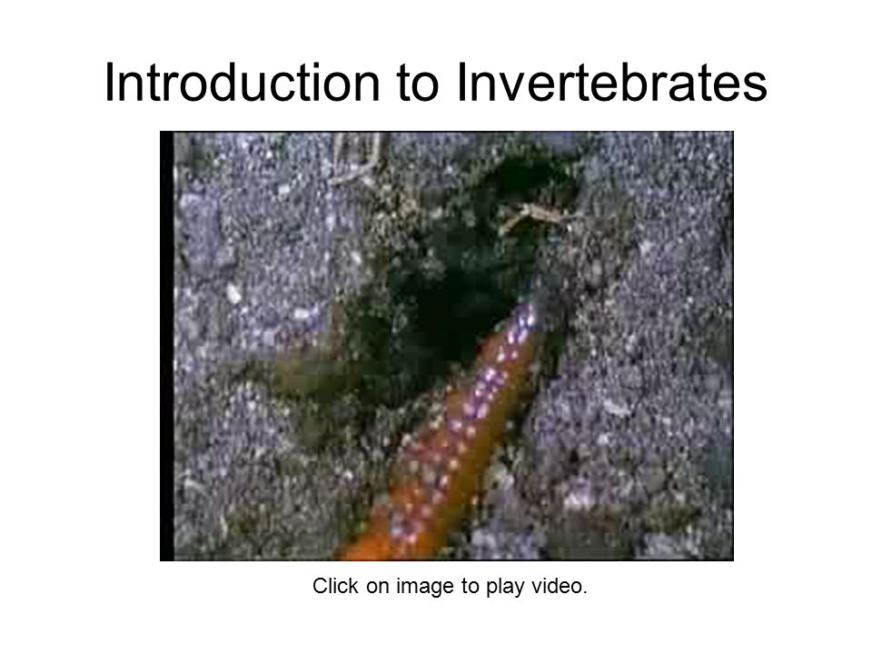 Introduction to Invertebrates Click on image to play video.