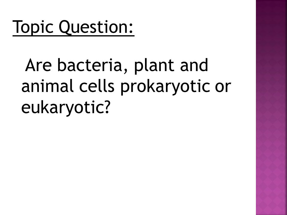 Topic Question: Are bacteria, plant and animal cells prokaryotic or eukaryotic