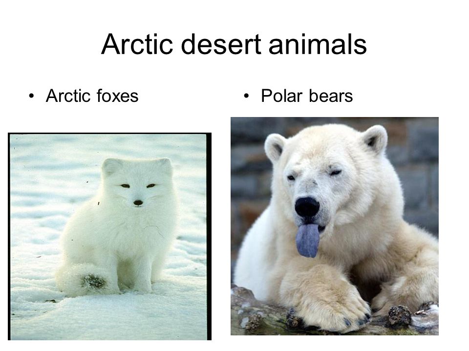 Arctic desert animals Arctic foxesPolar bears