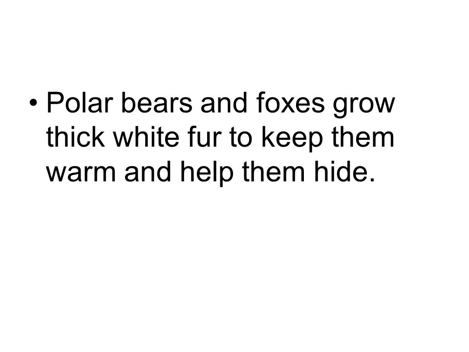 Polar bears and foxes grow thick white fur to keep them warm and help them hide.