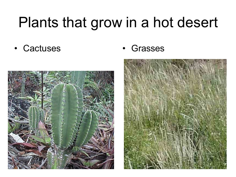 Plants that grow in a hot desert CactusesGrasses