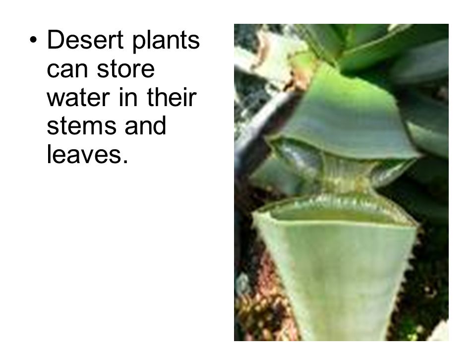 Desert plants can store water in their stems and leaves.