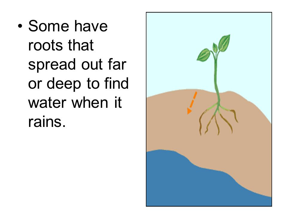 Some have roots that spread out far or deep to find water when it rains.