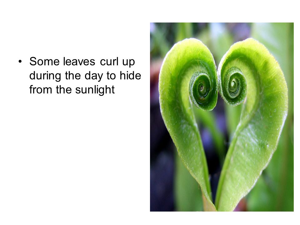 Some leaves curl up during the day to hide from the sunlight