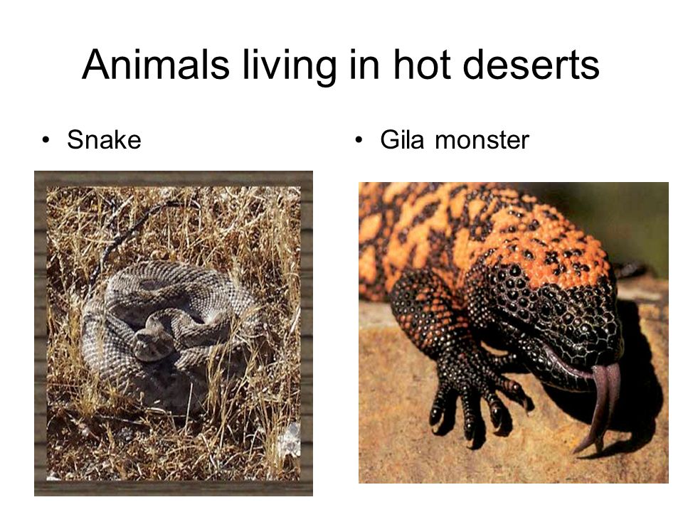 Animals living in hot deserts SnakeGila monster