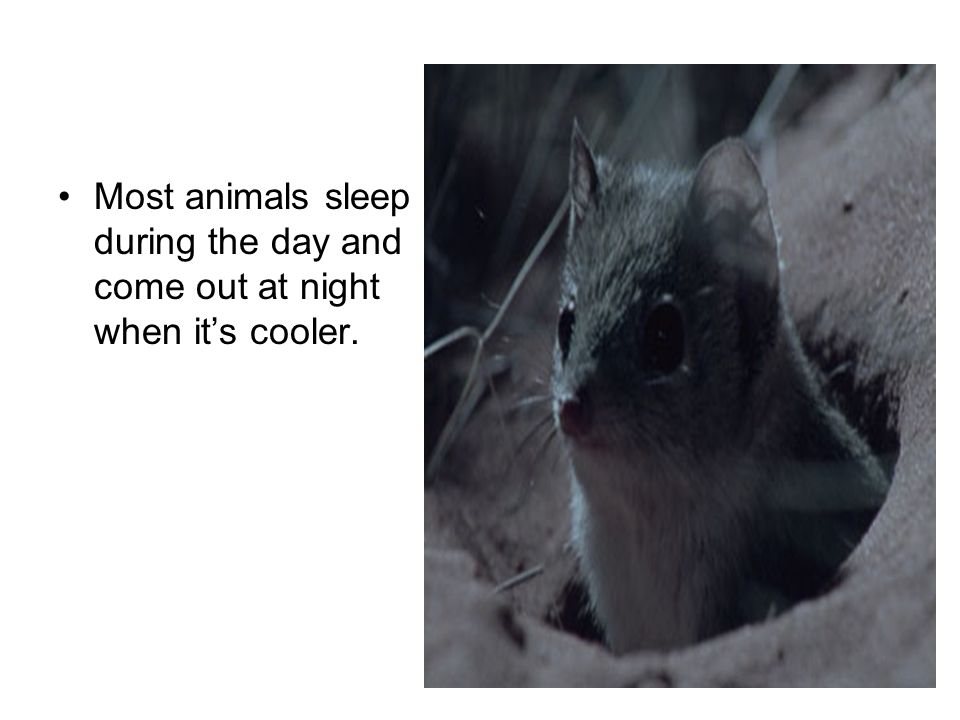 Most animals sleep during the day and come out at night when it’s cooler.
