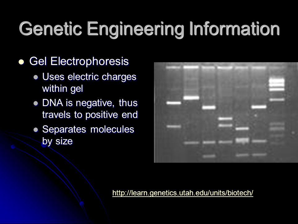 Genetic Engineering Information Gel Electrophoresis Gel Electrophoresis Uses electric charges within gel Uses electric charges within gel DNA is negative, thus travels to positive end DNA is negative, thus travels to positive end Separates molecules by size Separates molecules by size