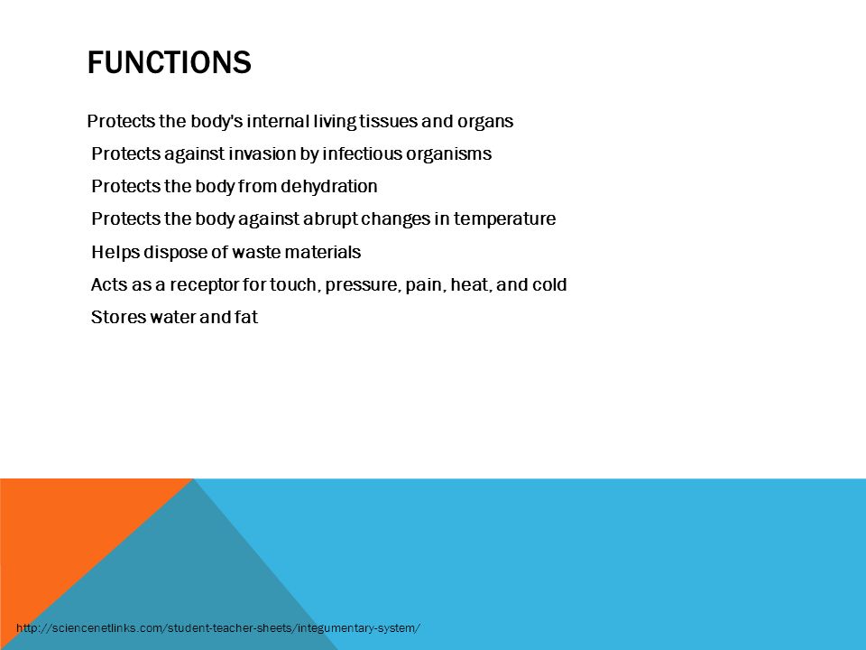 FUNCTIONS Protects the body s internal living tissues and organs Protects against invasion by infectious organisms Protects the body from dehydration Protects the body against abrupt changes in temperature Helps dispose of waste materials Acts as a receptor for touch, pressure, pain, heat, and cold Stores water and fat