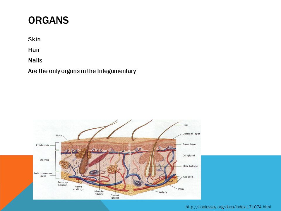 ORGANS Skin Hair Nails Are the only organs in the Integumentary.