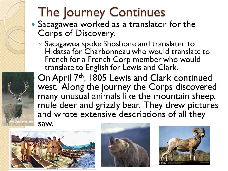 The Journey Continues Sacagawea worked as a translator for the Corps of Discovery.
