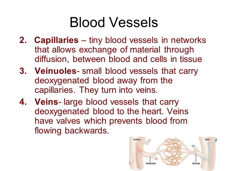 Blood Vessels 2.