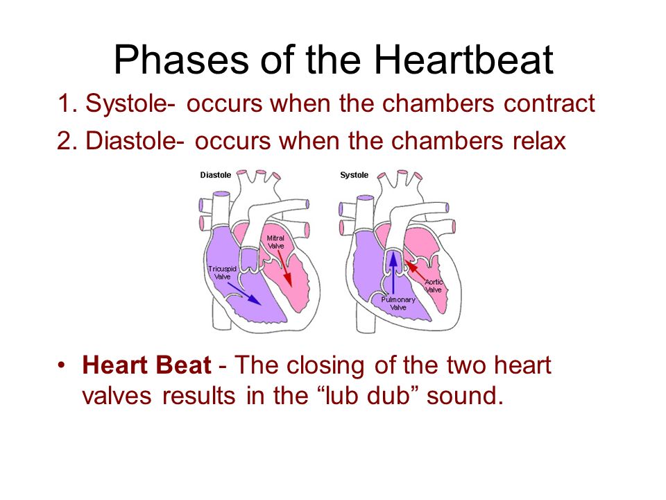 Phases of the Heartbeat 1. Systole- occurs when the chambers contract 2.
