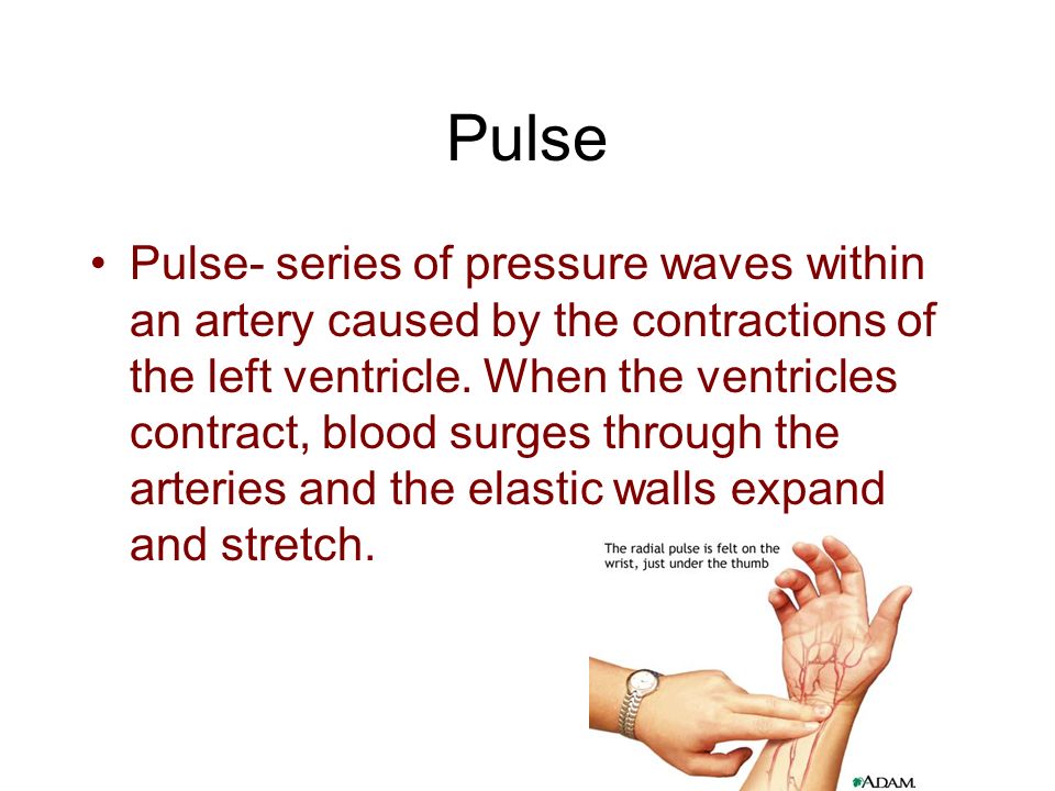 Pulse Pulse- series of pressure waves within an artery caused by the contractions of the left ventricle.