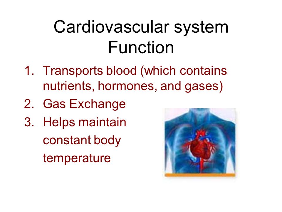 Cardiovascular system Function 1.Transports blood (which contains nutrients, hormones, and gases) 2.Gas Exchange 3.Helps maintain constant body temperature