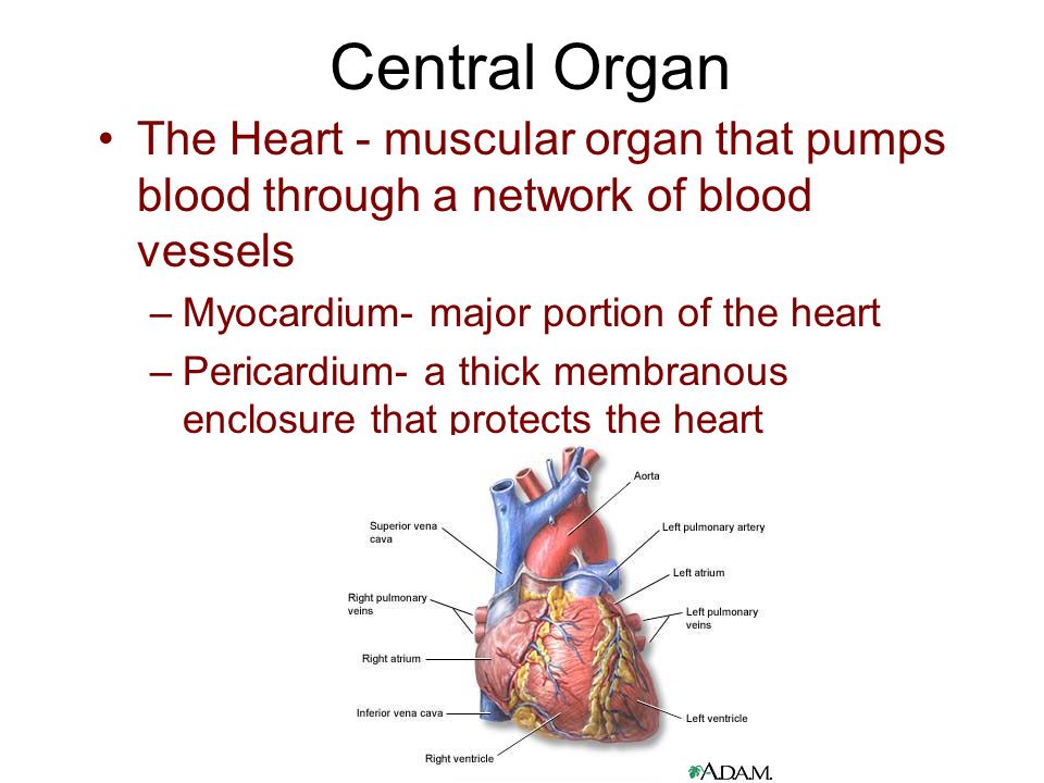Central Organ The Heart - muscular organ that pumps blood through a network of blood vessels –Myocardium- major portion of the heart –Pericardium- a thick membranous enclosure that protects the heart