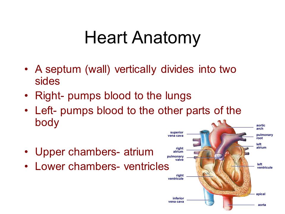 Heart Anatomy A septum (wall) vertically divides into two sides Right- pumps blood to the lungs Left- pumps blood to the other parts of the body Upper chambers- atrium Lower chambers- ventricles