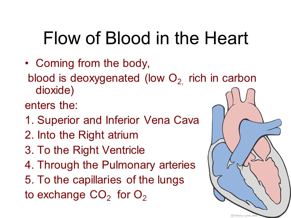 Flow of Blood in the Heart Coming from the body, blood is deoxygenated (low O 2, rich in carbon dioxide) enters the: 1.