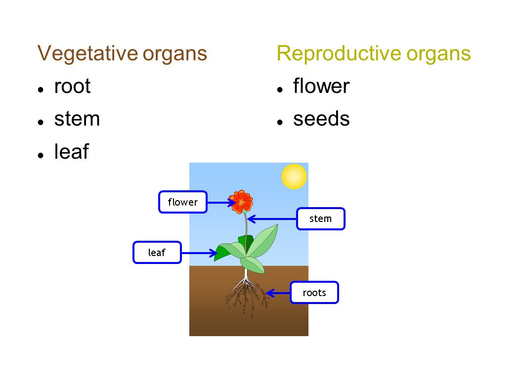 vegetative and reproductive plant organs a. galbov, r.