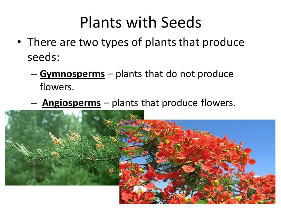 introduction amelonis any of various plants The root part absorbs water and some nutrients the plant needs to live and grow second, they absorb water and various nutrients dissolved in water from the soil. introduction amelonis any of various plants The root part absorbs water and some nutrients the plant needs to live and grow second, they absorb water and various nutrients dissolved in water from the soil.