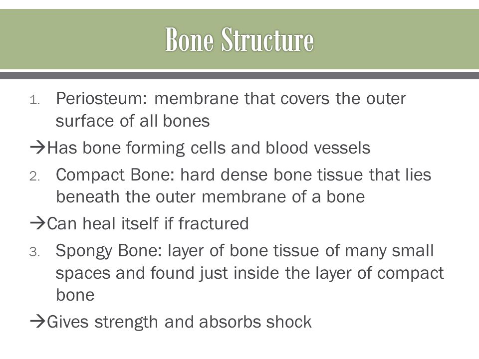 Excellent Small Spaces In Which Bone Cells Lie Pictures - Simple ... Excellent Small Spaces In Which Bone Cells Lie Pictures - Simple ...