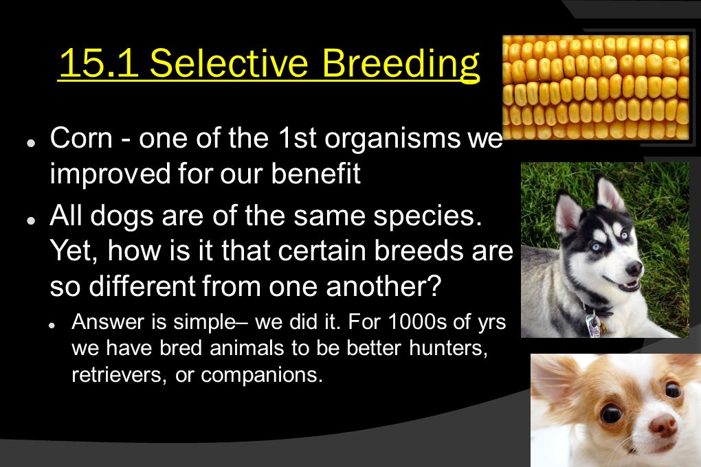genetics and breeding strategies essays for the dog breeder Border collie information the border collie is a herding dog look for a reputable breeder who tests her breeding dogs to make sure they're free of. genetics and breeding strategies essays for the dog breeder Border collie information the border collie is a herding dog look for a reputable breeder who tests her breeding dogs to make sure they're free of.