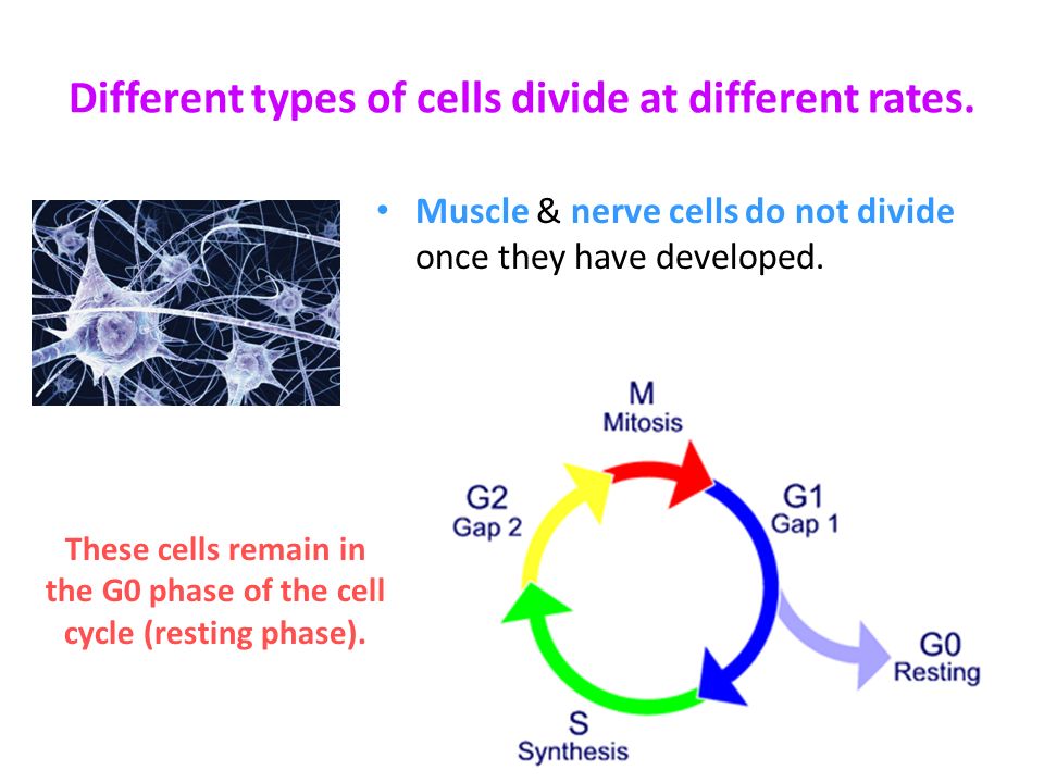 types of cells