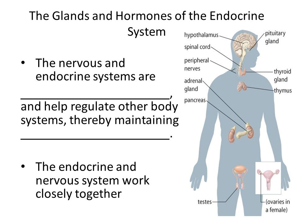 endocrine system report View notes - endocrine system lab report from biol 245 at new york institute of technology-westbury to get through lipid-soluble hormones are hormones that are soluble in lipids. endocrine system report View notes - endocrine system lab report from biol 245 at new york institute of technology-westbury to get through lipid-soluble hormones are hormones that are soluble in lipids.