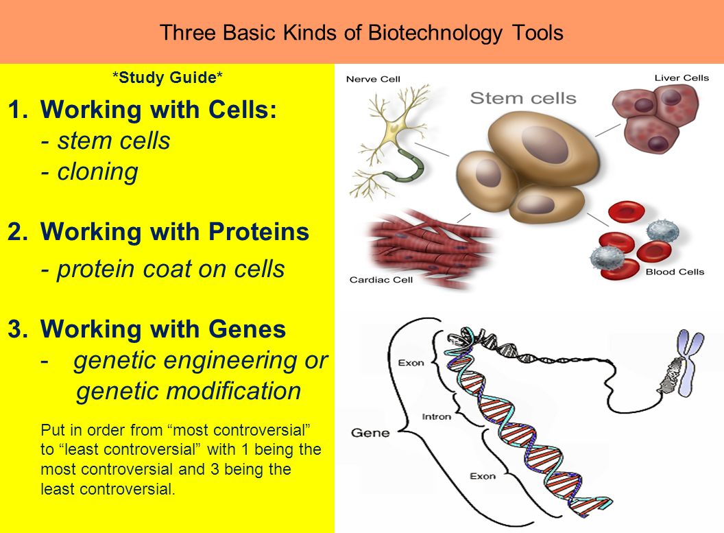 Biotechnology Manipulates Living Things To Develop Useful Products - 1056x777 - jpeg Biotechnology Working