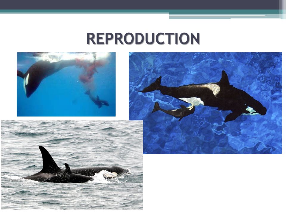 a description and basic information about whales a description and basic information about whales