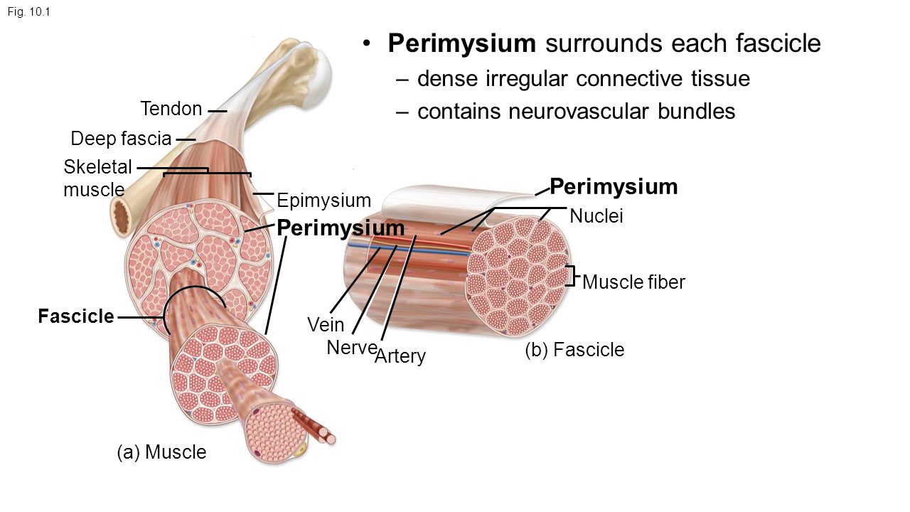 organization of muscle tissue Human anatomy & physiology, 7e (marieb) chapter 9 muscles and muscle tissue 280 44) the giant protein titin maintains the organization of the. organization of muscle tissue Human anatomy & physiology, 7e (marieb) chapter 9 muscles and muscle tissue 280 44) the giant protein titin maintains the organization of the.