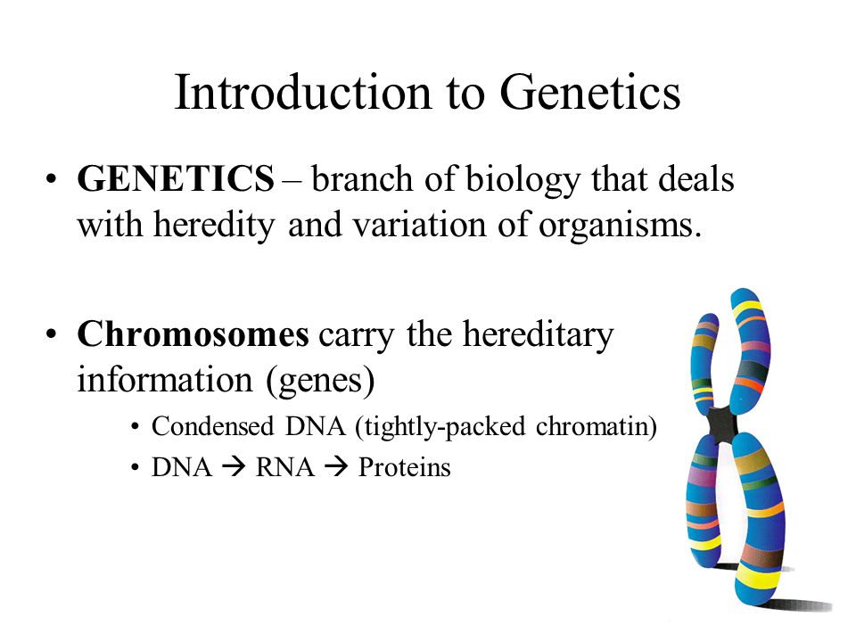 introduction to mendelian genetics Video presentation: introduction to mendelian genetics mendel used experimental approaches to characterize a particulate model of inheritance in doing so, he developed the three laws of inheritance. introduction to mendelian genetics Video presentation: introduction to mendelian genetics mendel used experimental approaches to characterize a particulate model of inheritance in doing so, he developed the three laws of inheritance.