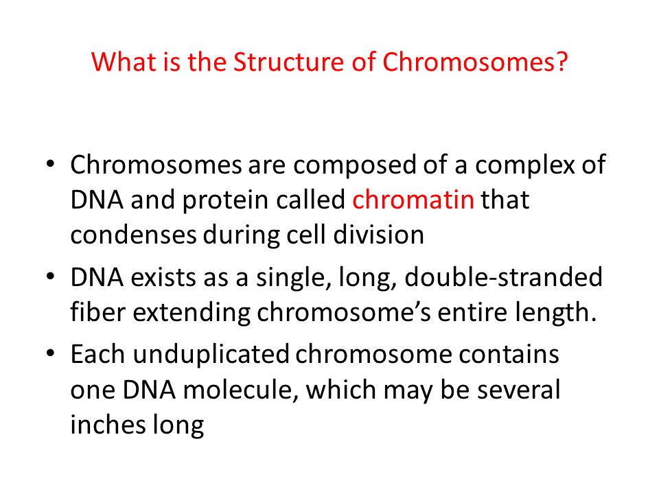 What is a chromosome called in the unduplicated form?