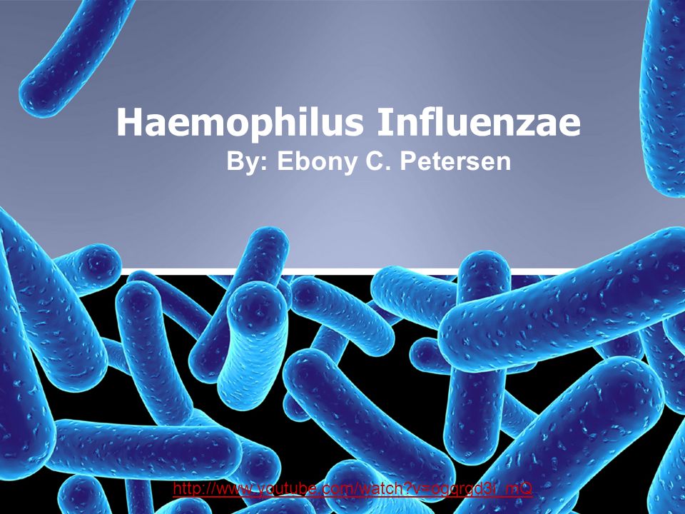 haemophilus influenzae