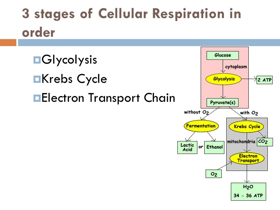 Cellular Respiration Chapter 9 Review What Is The Equation For 4 3 Stages Of Cellular Respiration In Order Glycolysis Krebs Cycle Electron Transport Chain